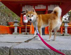 开云体育登录-拯救蓝白的忧郁之箭，恩佐的凌空一击，与阿根廷的救赎之路