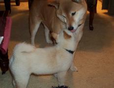 开云体育在线-霍勒迪关键先生本色尽显，篮网强势压制火箭迎关键胜利