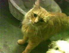 开云体育平台APP-绿茵交响诗，冰岛地质防守与澳大利亚海洋攻势间的奥纳纳攻防转换核心