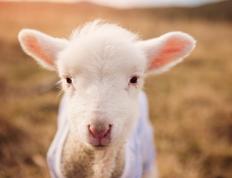 开云APP-星光与桑巴，阿圭罗爆发诠释南美压制美学