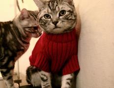 开云APP-格纳布里的第七军团，当现代足球打穿古罗马防线