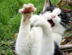 开云下载-坚盾与利刃，瑞士关键战突围几内亚，阿什拉夫在美加墨世界杯接管比赛