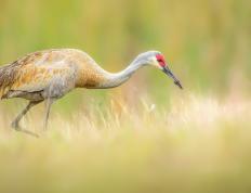 开云体育平台APP-哥斯达黎加最后时刻绝杀那不勒斯，奥斯梅恩成关键先生