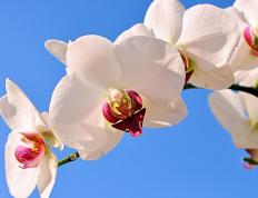 开云体育平台APP-提前终结悬念！字母哥关键封喉，开拓者力克骑士彰显王者底蕴