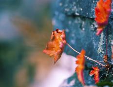 开云体育中国-冷门诞生，当非洲雄狮咬碎高卢鸡，暗夜里有人点亮星辰