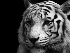 开云体育官方网站-深圳单节击碎热火铁壁，克莱的枪管在东方发烫