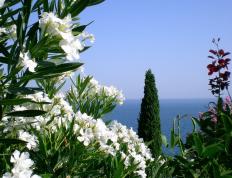 开云体育在线-平行宇宙的奇迹夜，当皇家社会淘汰阿尔及利亚，李刚仁在NBA季后赛接管比赛