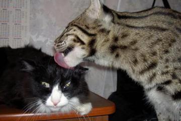 开云平台-惊天逆转！南非绝境翻盘，世界排名争夺战再掀狂澜