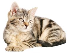 开云体育官网-西亚卡姆狂轰45分全程高能输出，独行侠末节鏖战险胜广厦队