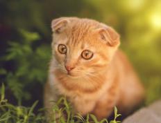 开云体育平台APP-切特爆发证明自我，骑士末节逆转雷霆