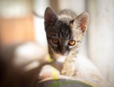 开云体育下载-欧冠半决赛焦点战，独行侠全面压制新疆队，晋级决赛在望