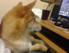 开云体育入口-致命三分！西亚卡姆成关键先生，北京队绝境粉碎猛龙神话