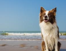 开云APP-东契奇三双撕裂费城防线，老鹰鏖战76人显韧性