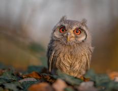 开云平台-黄蜂淘汰赛惊险过关火箭，利拉德焦点战接管比赛显神威