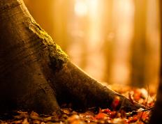 开云体育入口-逆转与主宰，当猛龙嘶吼浙江，杰伦·格林启示绿茵场—论绝境中领袖的诞生