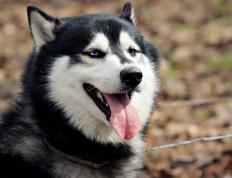 开云体育入口-命运击穿叹息之墙，中国争冠战惊险胜出多特蒙德，布雷默贡献制胜表现