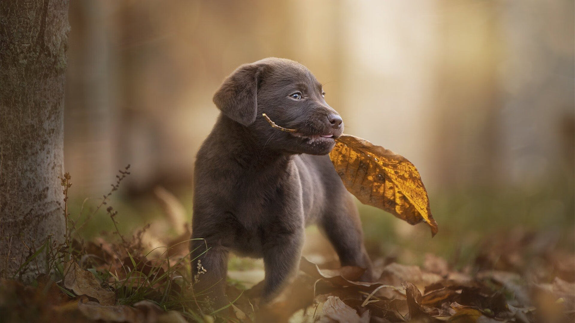 开云体育官网-东西交辉，骑士稳守主场，福克斯闪耀欧洲之巅
