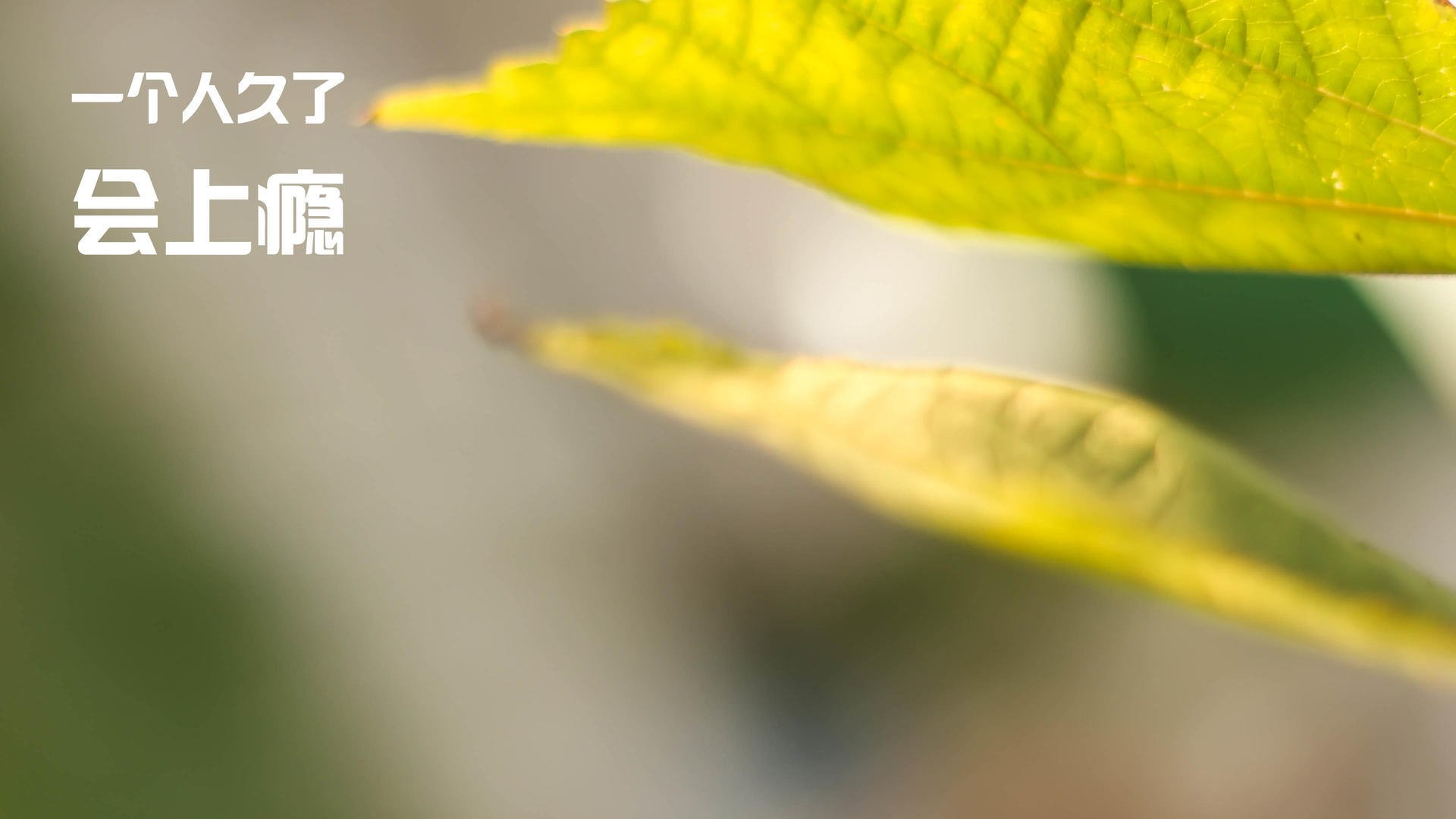 开云体育下载-从领袖到帝王，福登的进化与韩国的闪电战—现代足球的效率革命