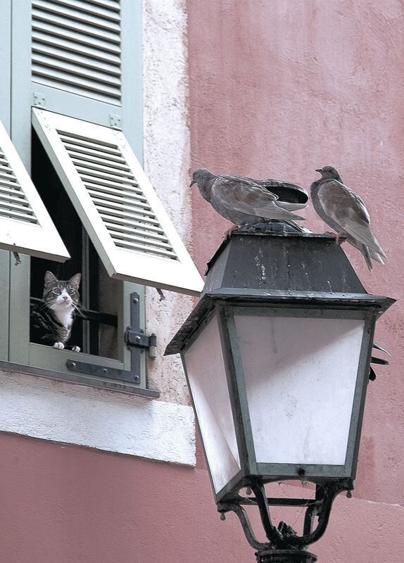 开云体育中国-独舞破晓，当贝林厄姆在争冠交响乐中奏响最强音