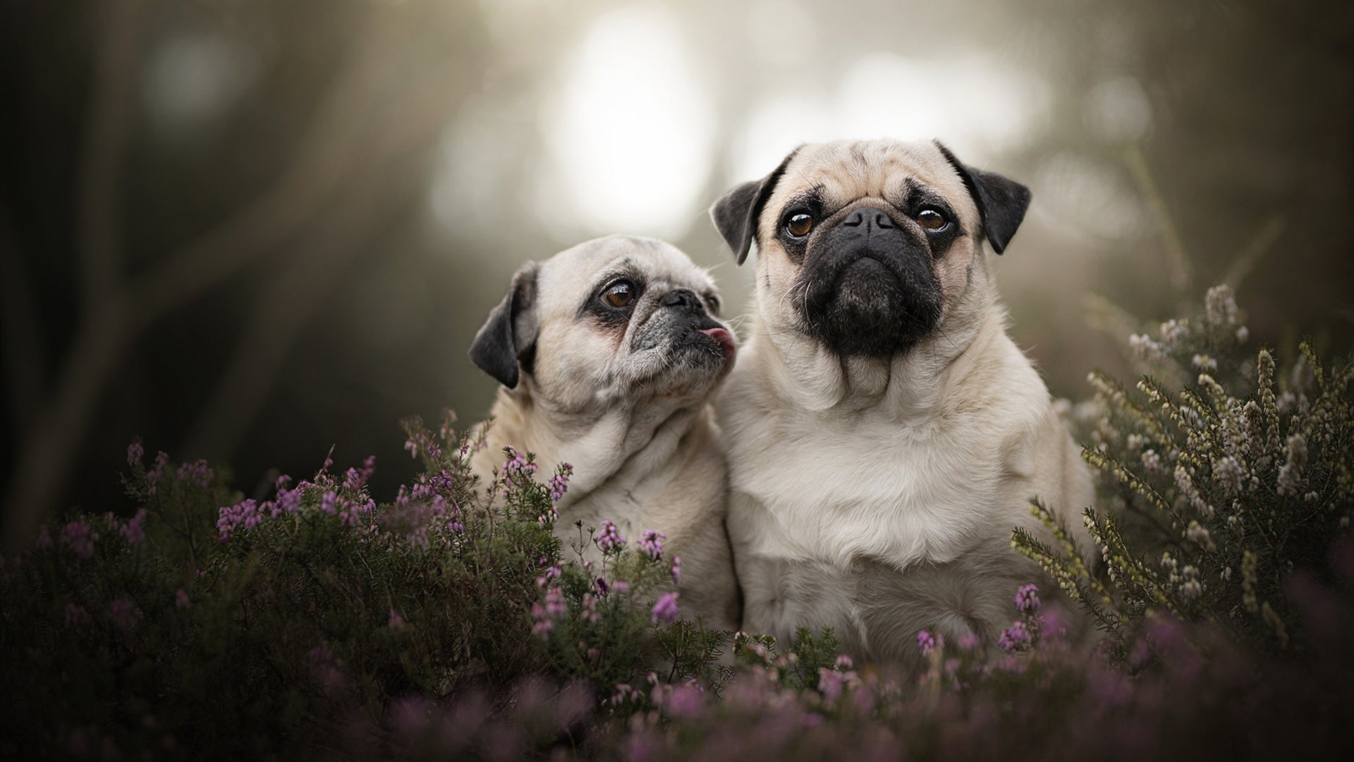 开云平台-跨洋双响炮，当雷霆风暴席卷辽宁，恩比德在伯纳乌加冕
