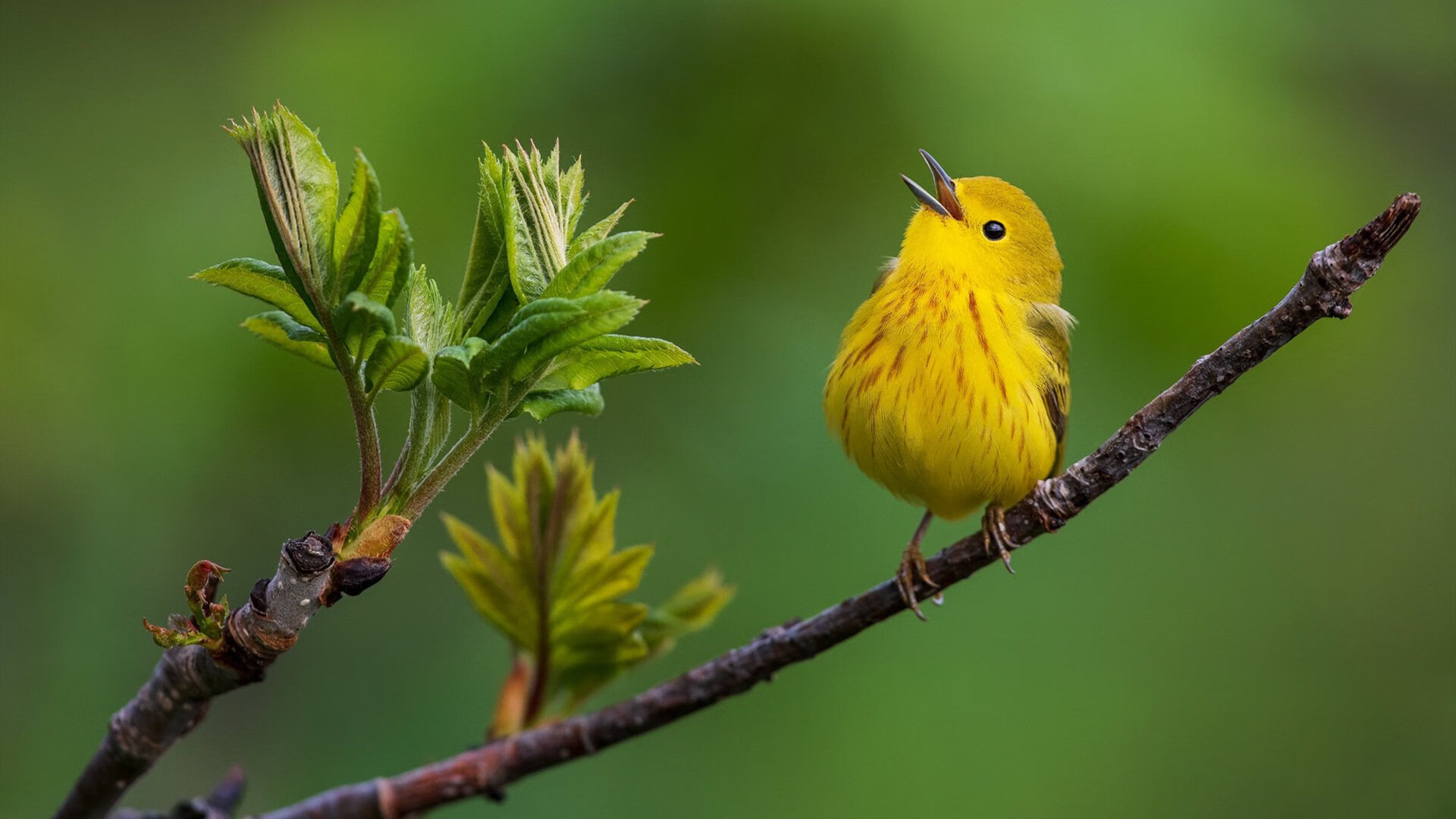 开云体育入口-丹佛新王当立！米切尔48分统治攻防 掘金逆转奇才迎关键胜利