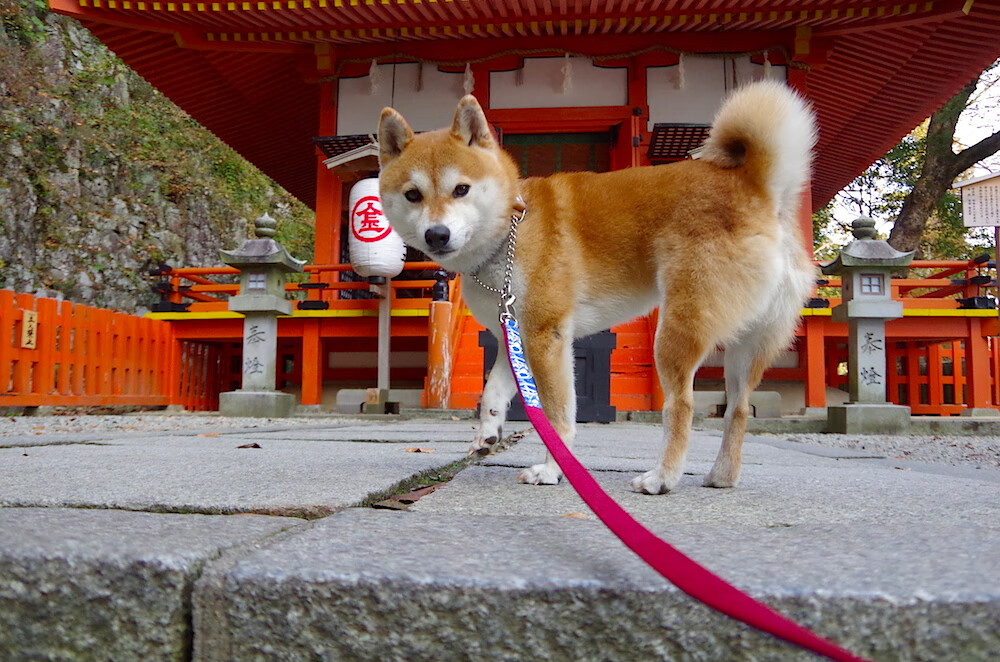 开云体育登录-拯救蓝白的忧郁之箭,恩佐的凌空一击,与阿根廷的救赎之路