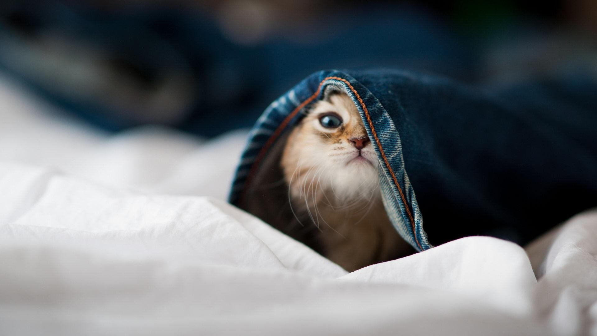 开云体育下载-从配角到核爆，马克西欧冠之夜的数据风暴如何撕裂旧秩序