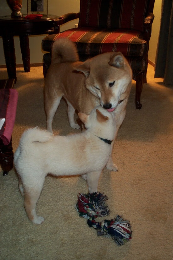 开云体育在线-霍勒迪关键先生本色尽显,篮网强势压制火箭迎关键胜利