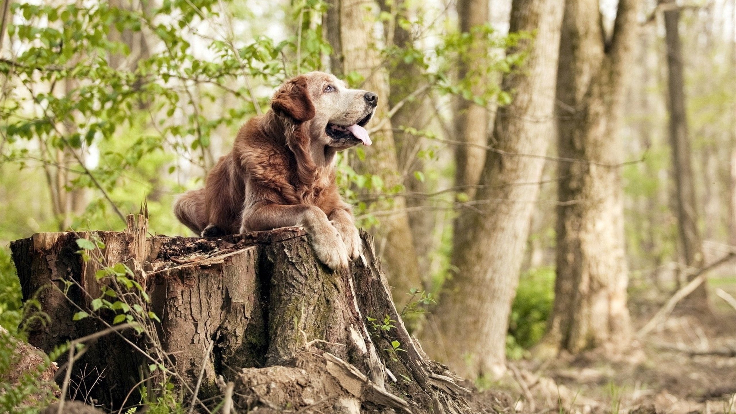 开云下载-赛场无声处,看那锁死如何改写了世界的排名