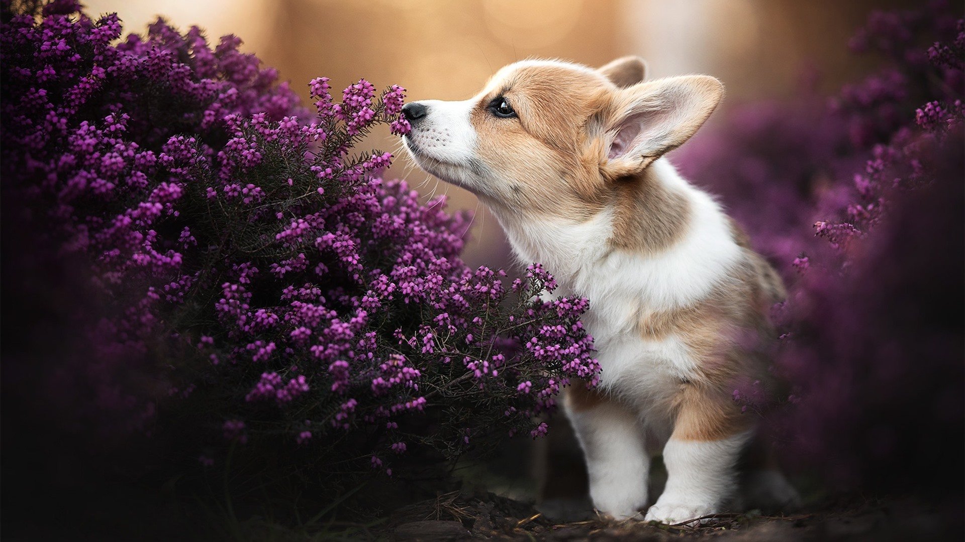 开云APP-夜鹰展翅，迟来的锋刃终于出鞘