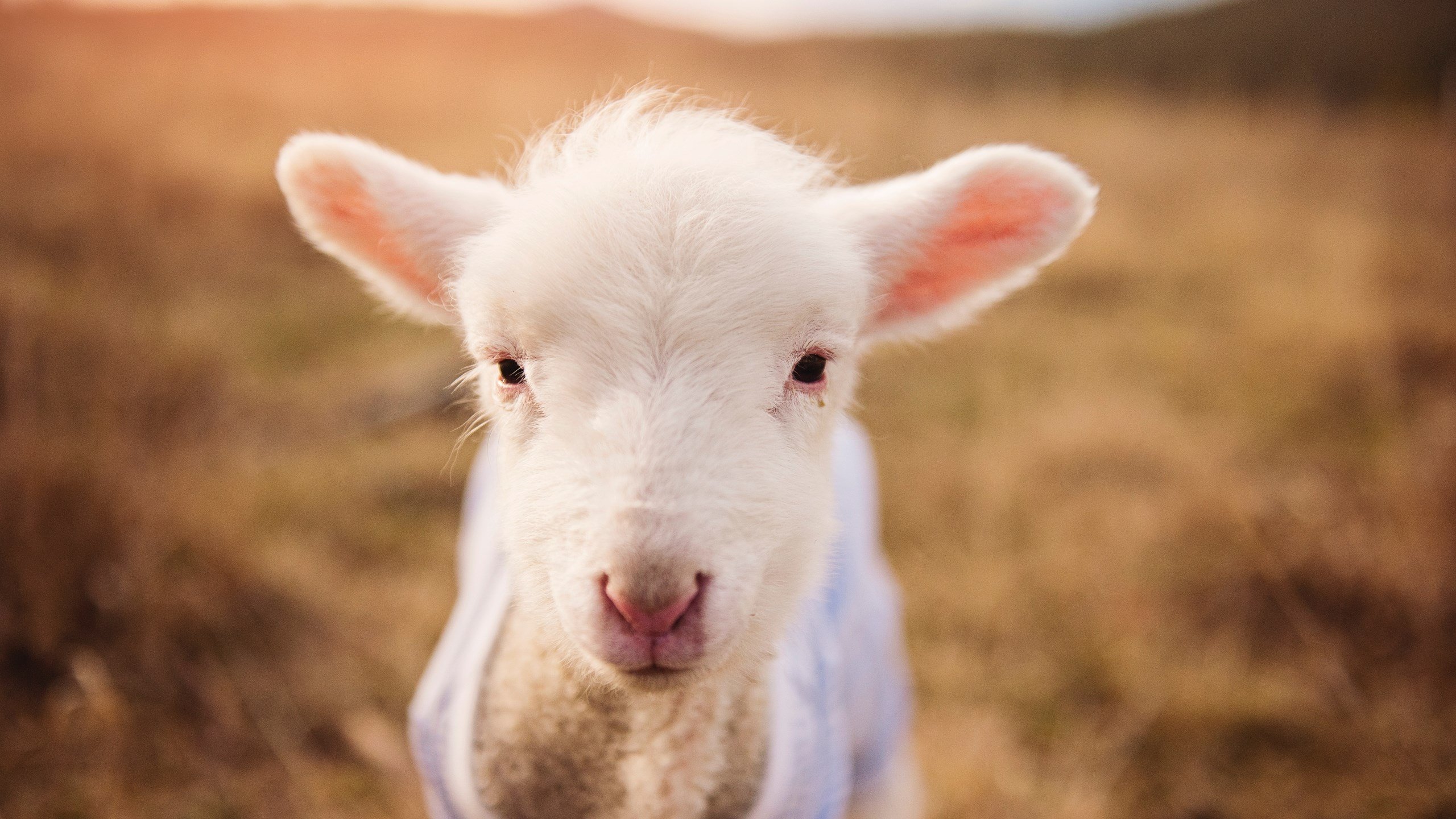 开云APP-星光与桑巴，阿圭罗爆发诠释南美压制美学