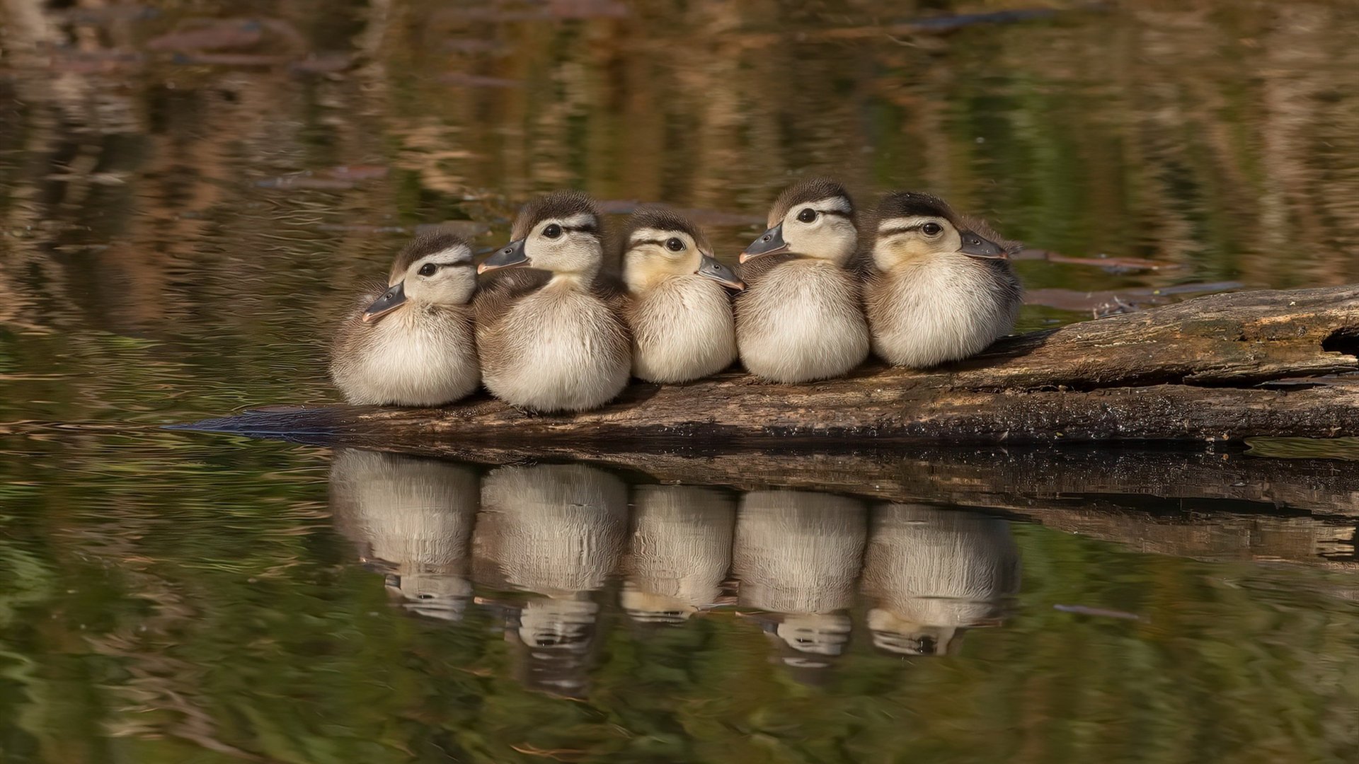 开云体育官方网站-同夜辉映，锡安里程碑背后，森林狼正在书写团队篮球的新纪元
