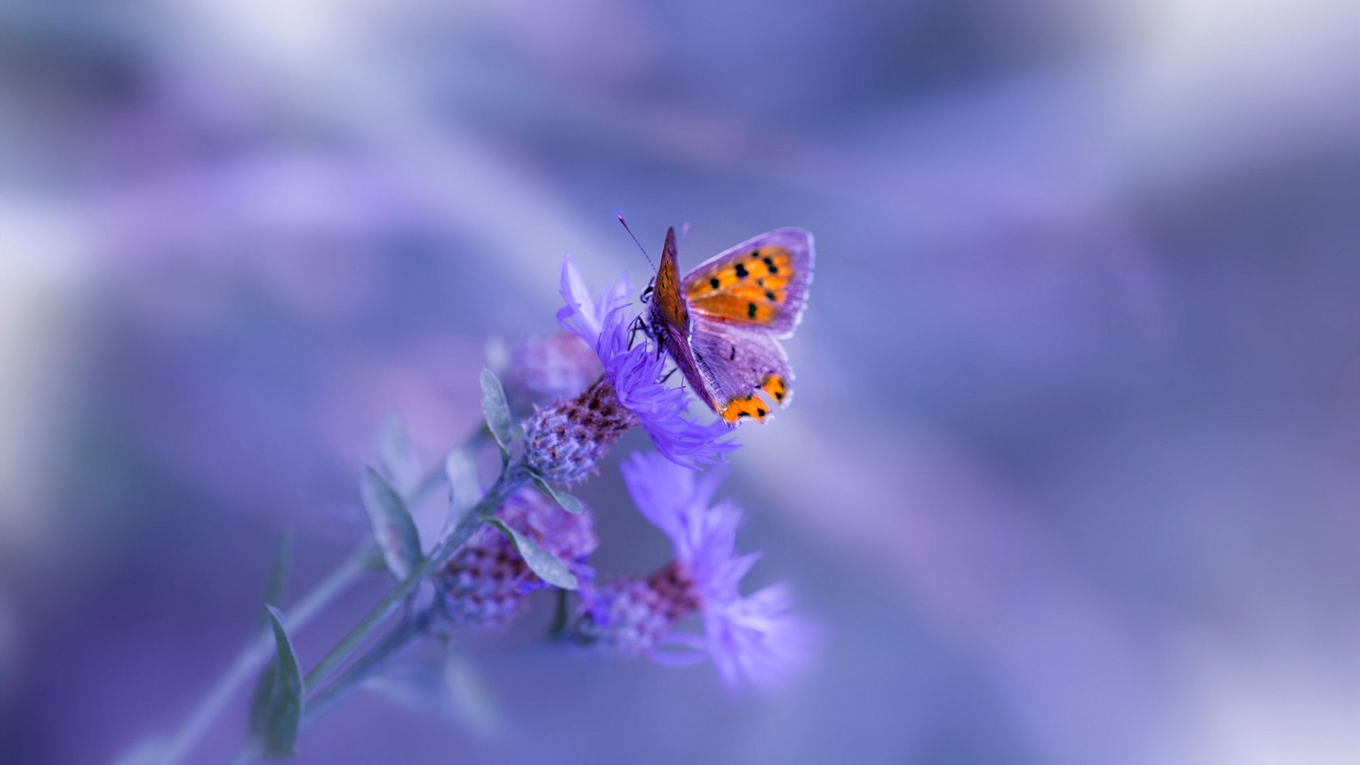 开云体育app-硬汉撕碎体系，天才治愈心魔