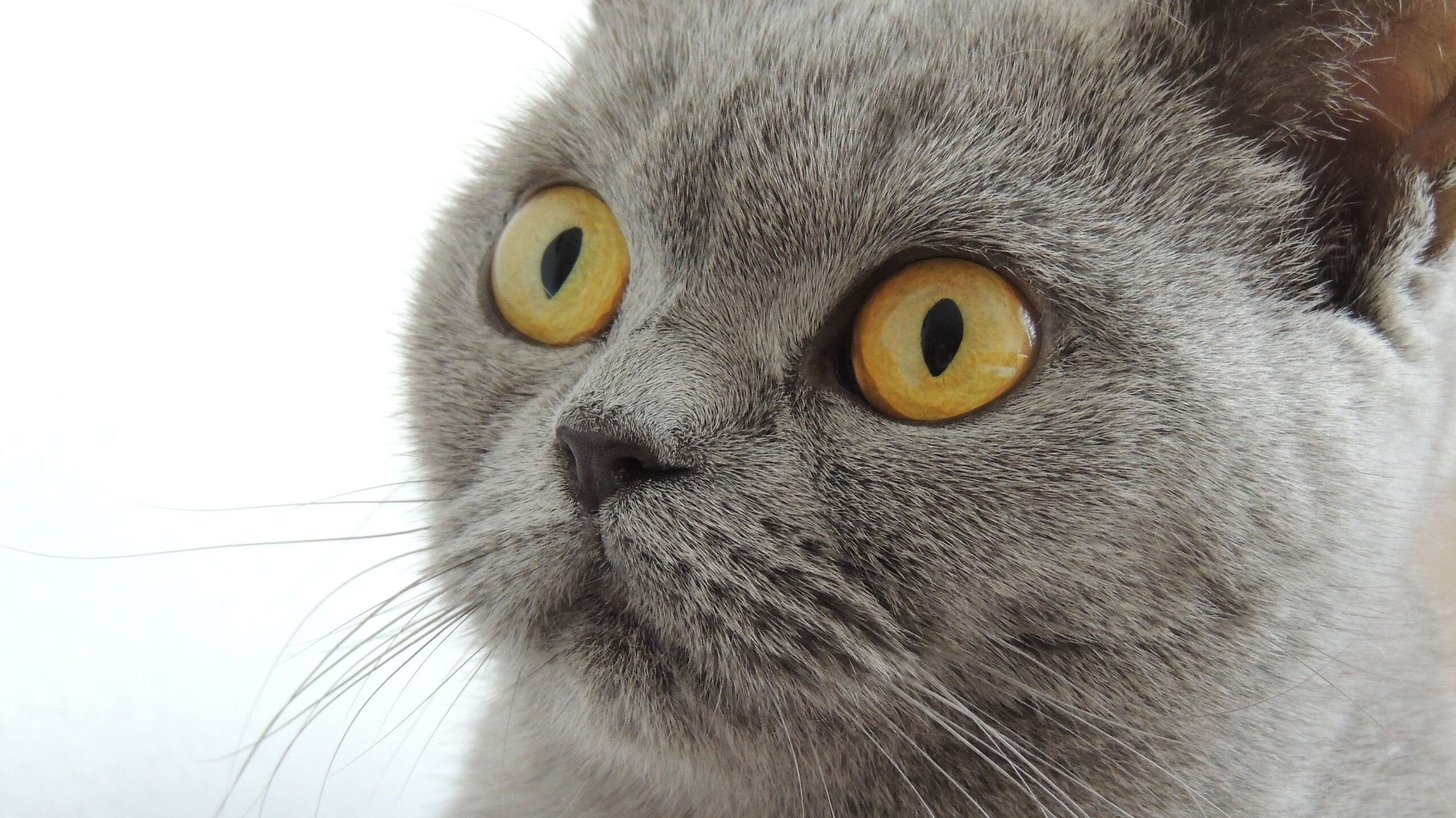 开云体育官网-NBA总决赛之夜，加克波关键战不手软，书写传奇篇章