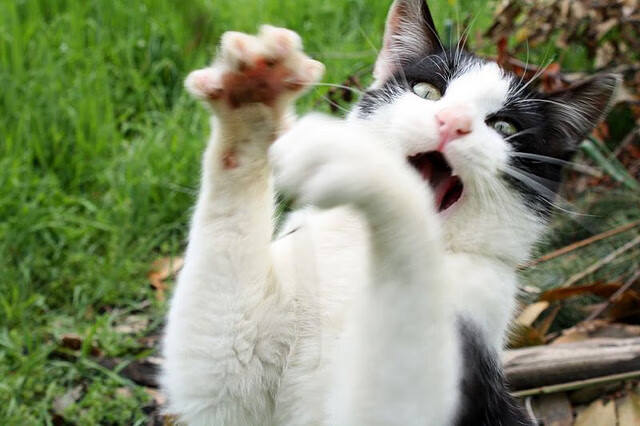 开云下载-坚盾与利刃，瑞士关键战突围几内亚，阿什拉夫在美加墨世界杯接管比赛