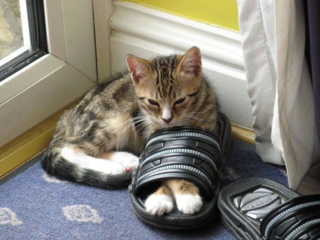 开云体育登录-范乔丹登基夜，那个被全世界抛弃的孩子，正用三分改写命运