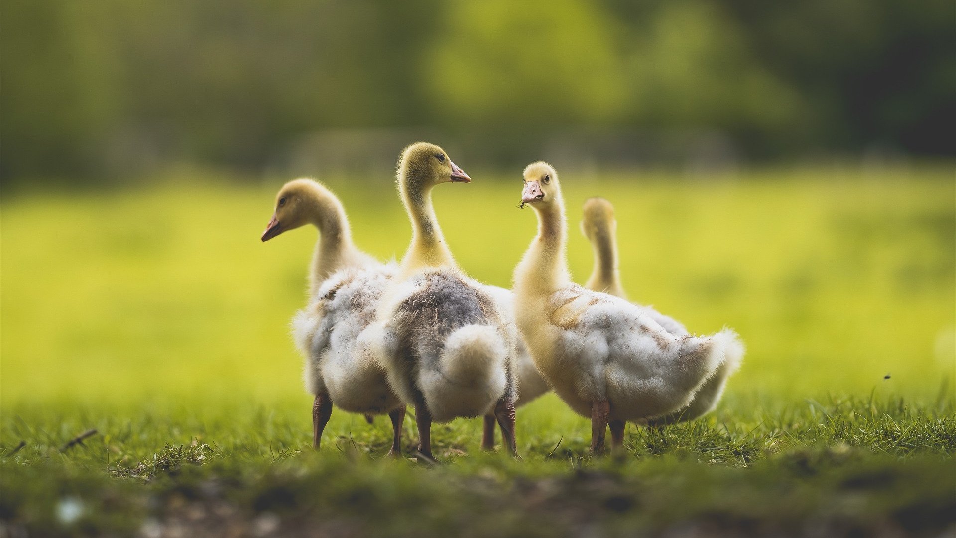 开云官网-凯塞多一锤定音！埃及力克克罗地亚强势晋级，沉默领袖终成关键先生