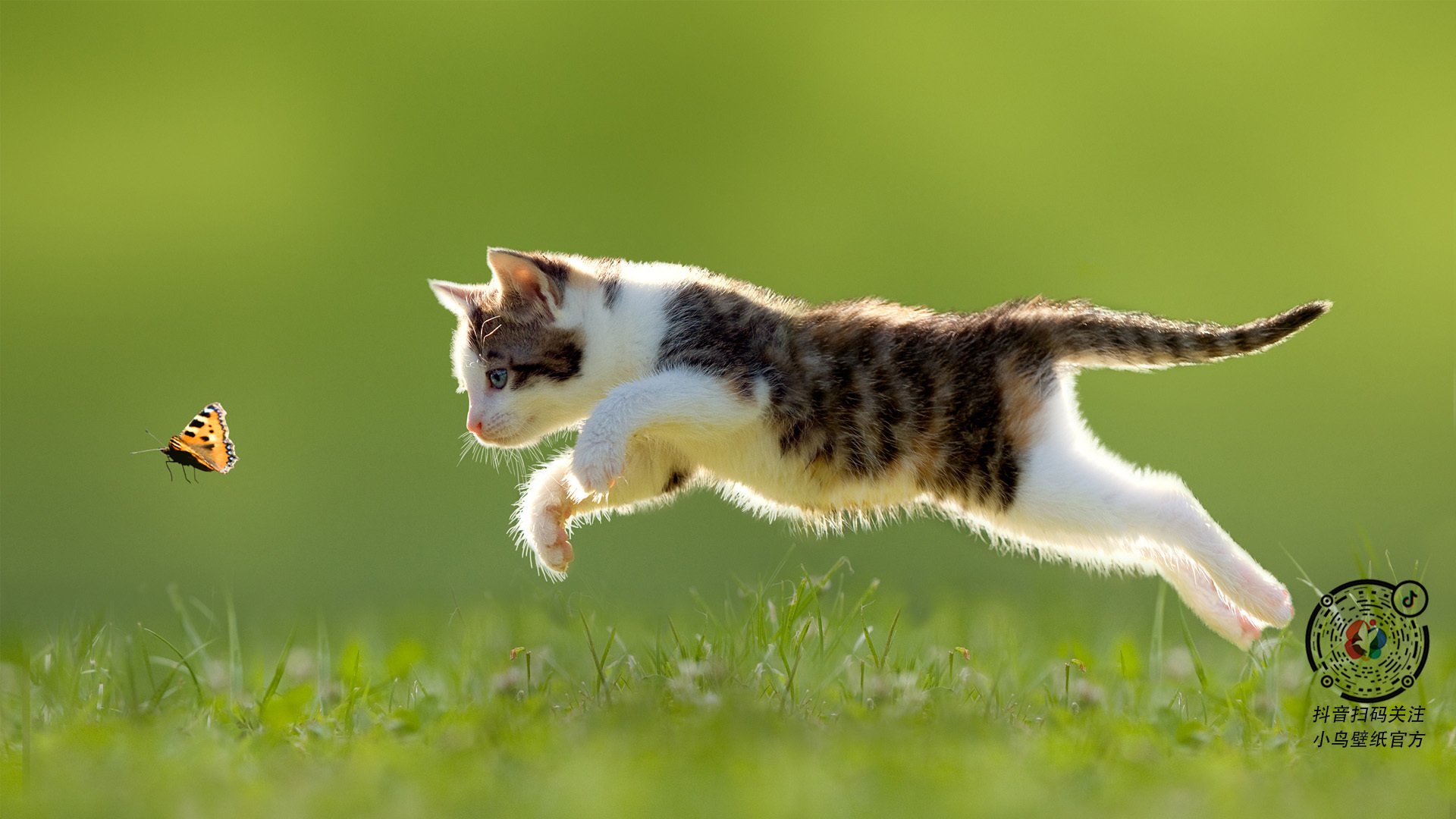 开云体育入口-阴影之地,当切特打出统治级数据,勇士与太阳的战场被一道影子改写