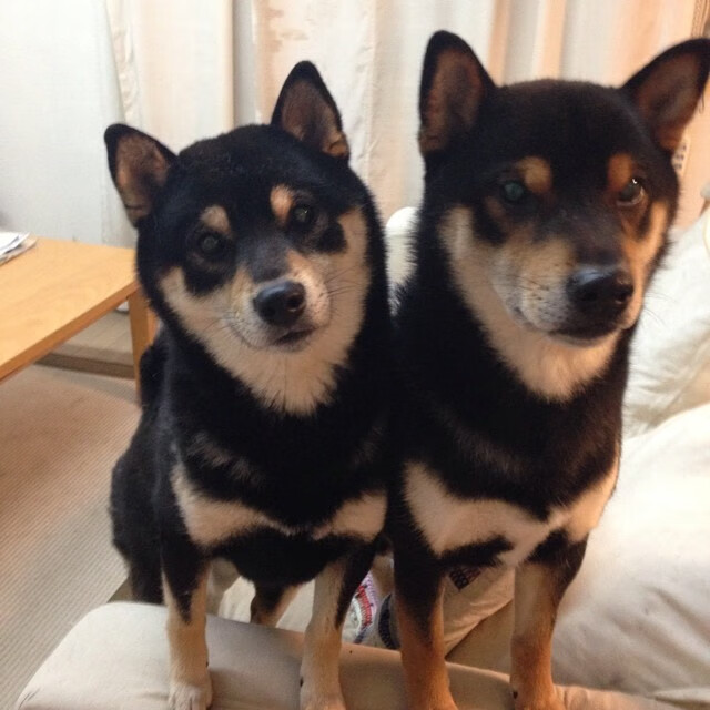 开云体育app-浓眉擎天定乾坤，马刺逆转上海显豪强