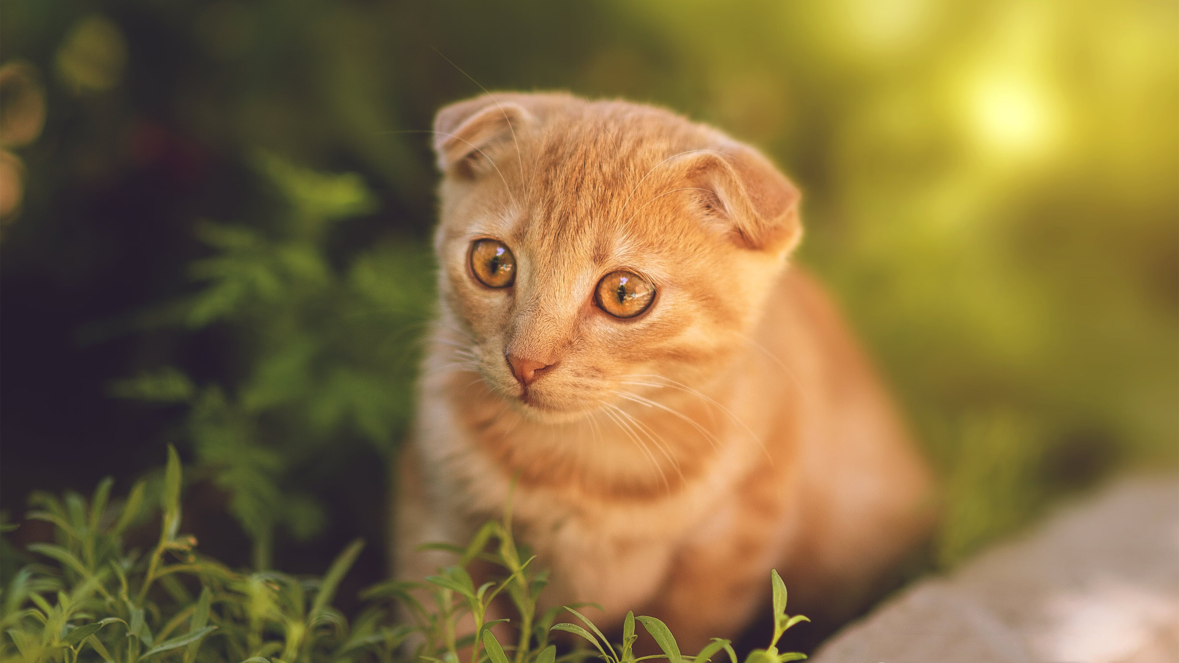 开云体育平台APP-切特爆发证明自我，骑士末节逆转雷霆