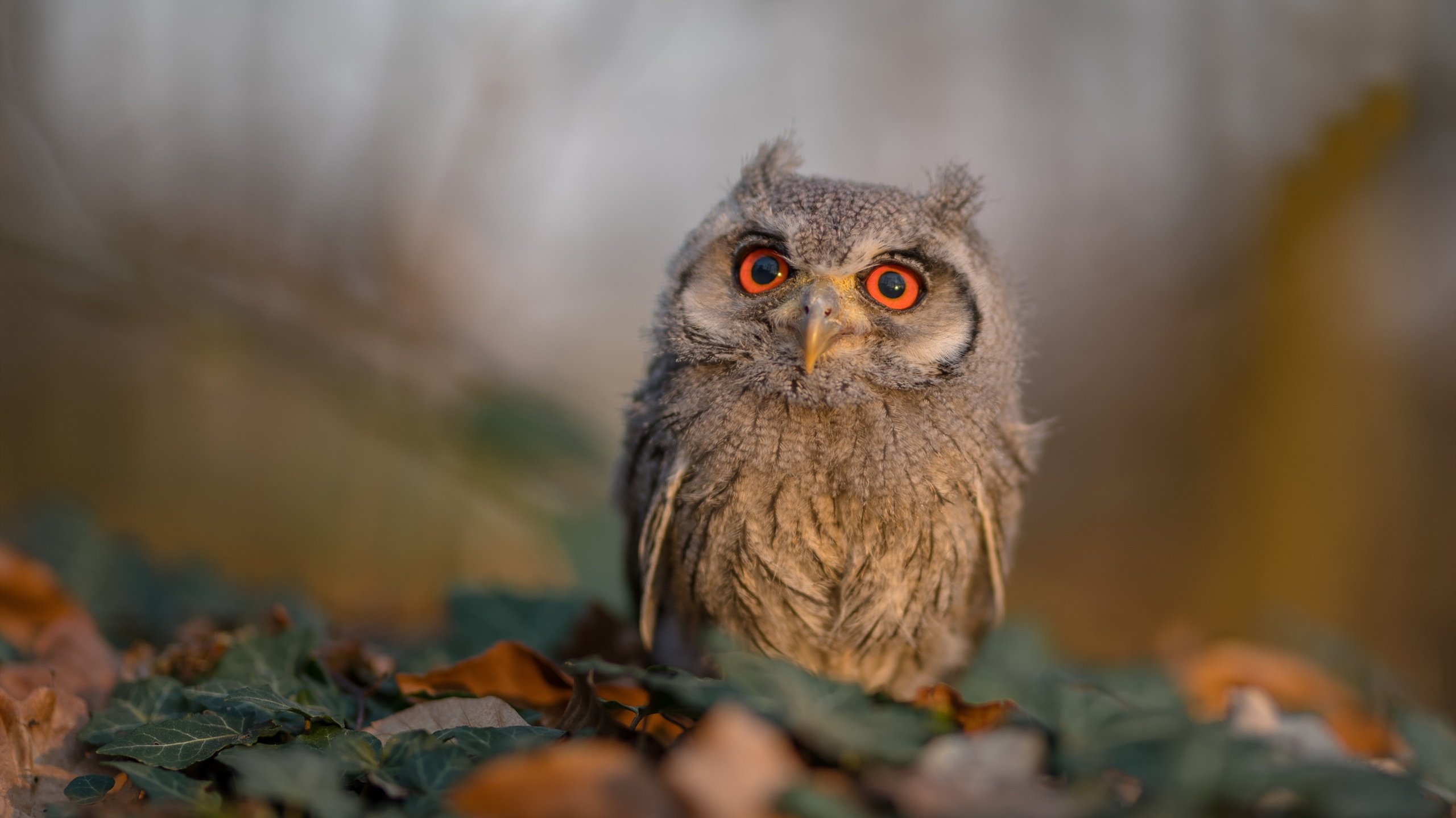 开云平台-黄蜂淘汰赛惊险过关火箭，利拉德焦点战接管比赛显神威